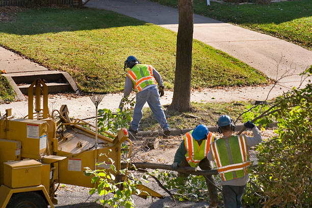 Brownlee Park, MI Tree Service Company